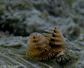 Christmas Tree Worms