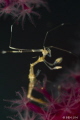 Skeleton Shrimp