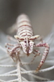 crinoid shrimp