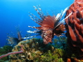 Lion fish