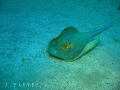 Nice little blue spotted ray!