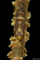 whip coral goby