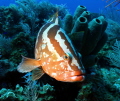 Nassau Grouper ..curious..f8, 1/125sec, iso200, 18mm focal length, flash ds160 feathered