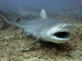 Close encounters with a Bull Shark!