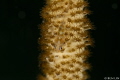 Whip Coral Goby