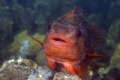 A Lumpsucker, photographed in the Oosterschelde, The Netherlands at the diving location Sint Annaland (Island Tholen) on February 6 2012. I used a Canon 550D + 60mm macro lens f/4.5 1/60 sec ISO200, dual Ikelite strobe.