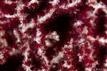 Pygmy seahorse on sea fan with open polyps