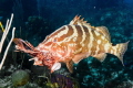 The Lionfish epidemic is starting to meet its demise thanks to fat groupers like this one!