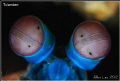 Mantis Shrimp's eyes.Nikon D80,105mmVR.