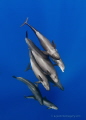 False Killer Whales and Disguised Dolphin