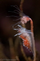 Flabellina 