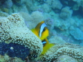 Two-banded anemonefish