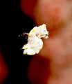 Coleman's pygmy seahorse swimming