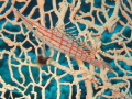 Long nose Hawk fish resting on a sea fan - the Instructor said that these are quite rare...