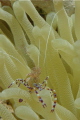 Spotted Cleaner Shrimp