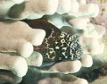 Spotted coral blenny in Antler Coral.