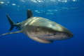 Oceanic Whitetip