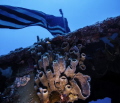 Coral growing below the US Flag on the Spiegel Grove in Key Largo, Florida. Camera used 5D Mark ii, 16-35 ii with I-non Z-240 x 2