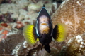 Clown fish facing me in the Maldives