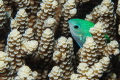 Damsel fish hiding in acropora