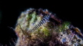 Macro of little transparent fish