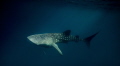 resident whale sharks of Cenderawaish bay. taken in the late afternoon when the sun was at a low angle and the rays were breaking the surface