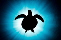 Turtle silhouette