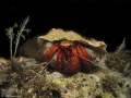 Hermit Crab - Manado, Indonesia