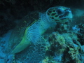 my first trip to the red sea using my fantasea big eye lens and my first turtle
1/100s f2.7 ISO 100