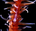 Goby on whip coral