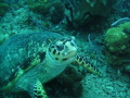 Saw this turtle feeding within the first 5 minutes of my dive. I highly recomend diving in the Bahamas!