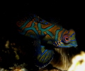 mandrian fish in Lembeh