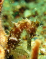 It was a seahorse. Took it at a muck dive in Anilao Secret bay.