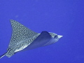 Eagle Ray visit in Bonaire. Shot with Canon G10.