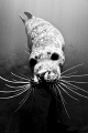 Harbour seal in Black & White