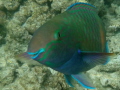 smiling parrotfish @ el fanar

first u/w trials...