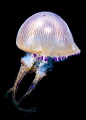 A beautiful jellyfish in Andaman sea. Canon 5d wide angle 20 mm. Strobe lit