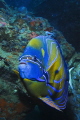 Blue-ringed Angelfish. Gulf of Thailand, Nikon D60, 55mm lens, Inon strobe