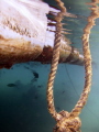 Below the Jetty @ Sharm El Sheik - Fuji F30 No Strobe. This is my first upload...