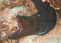 Another 'ferocious' shot of a Giant Moray but of course the giveaway is the Cleaner Wrasse that explains the open mouth. Fuji F30 Compact Camera No. Strobe