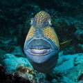 I love this fellow. Just look at his teeth, and the botox lips. Not to mention his Marty Feldman looking eyes. I was lucky, because this trigger fish usually moving away quick when you approach them.