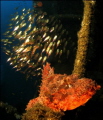 There were two Raggie Scorpina Fish having breakfast on a shoal of glassies on the Produce Wreck - this is a photo of one with a breakfast bait ball in the back ground!