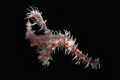 Ghost Pipefish