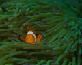 clownfish d7000, 100mm, f10