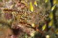 Pair of Ghostpipefish