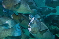 This school of green humphead parrotfish had their home in the dive site Barracuda point in Sipadan, Borneo.  I used a wide angle 17 mm.