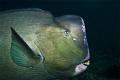 A green humphead parrotfish in Sipadan. I used a Canon 5D wideangle 17mm