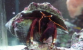 red legged hermit from my aquarium practiceshot with macro setting
