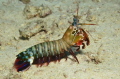 Odontodactylus scyllarus