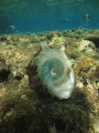 shell of a cone snail whilst snorkling,